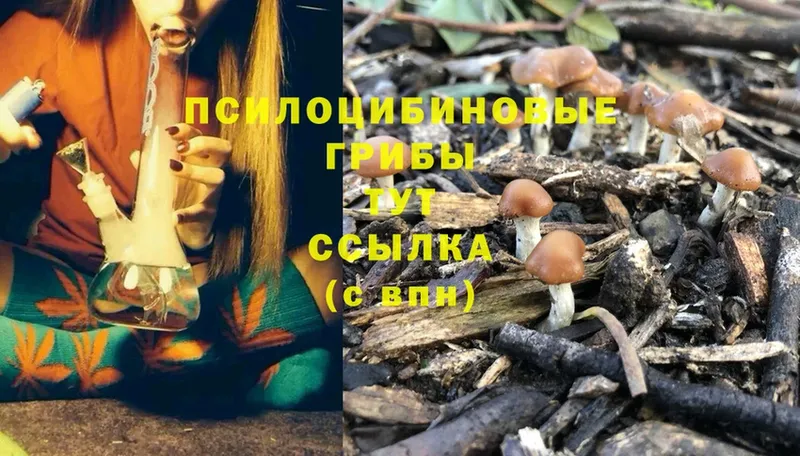 наркошоп  Бутурлиновка  Галлюциногенные грибы Psilocybe 